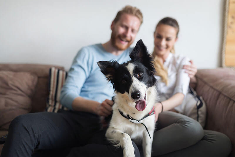 Happy couple relaxing at home with their dog.