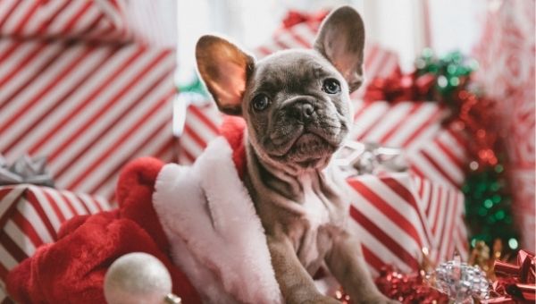 Dog in Santa hat